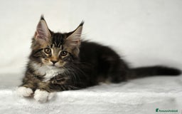 Maine Coon gatti in vendita: Cucciole di Maine Coon cercano casa a Città Metropolitana di Torino - Immagine 7