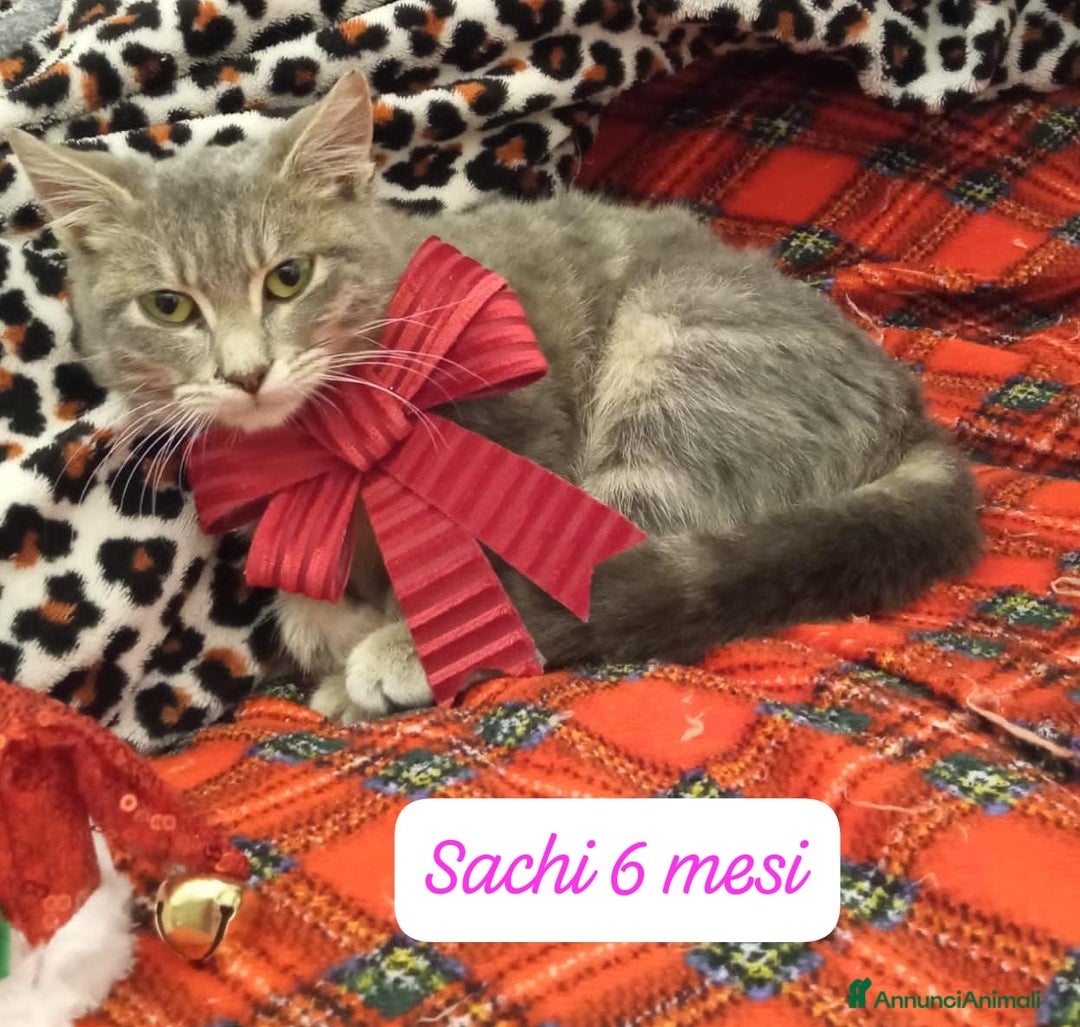 Altre razze gatti in regalo: Gattini destinati alla colonia  - Annuncio 9