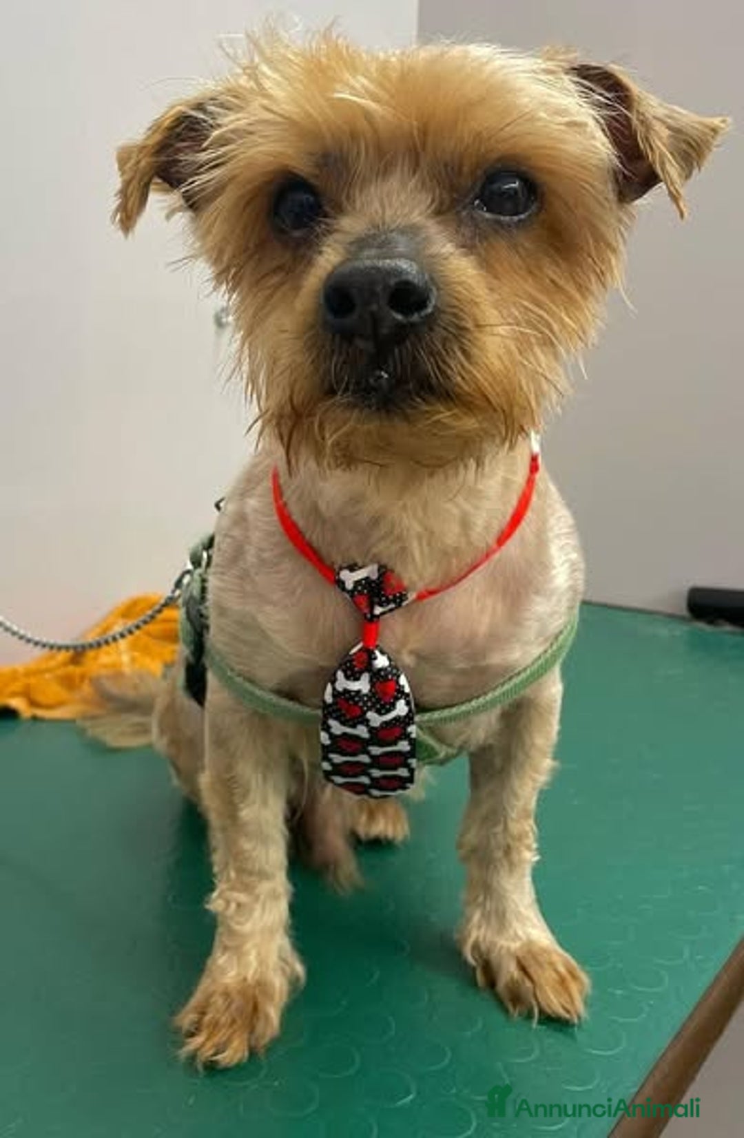 Yorkshire cani in regalo: George, adozione del cuore a Provincia di Latina - Annuncio 1