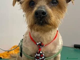 Yorkshire cani George, adozione del cuore a Provincia di Latina - Annuncio 2