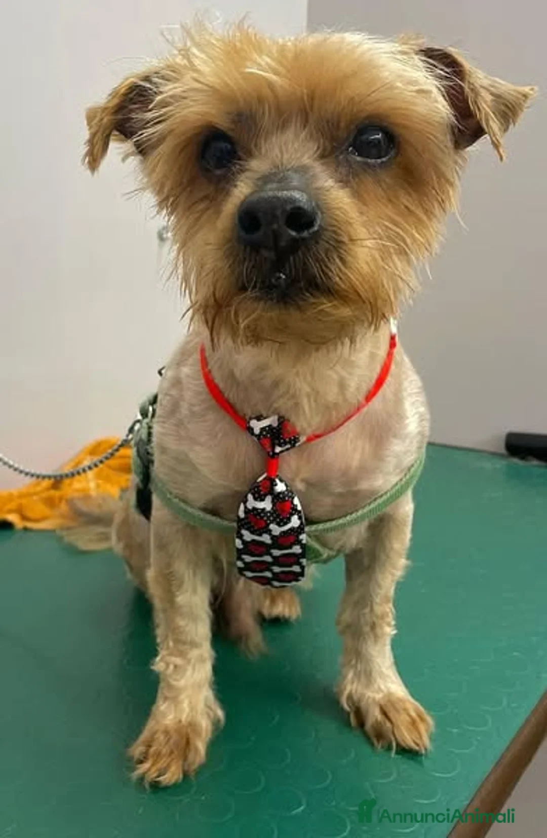 Yorkshire cani in regalo: George, adozione del cuore a Provincia di Latina - Annuncio 1