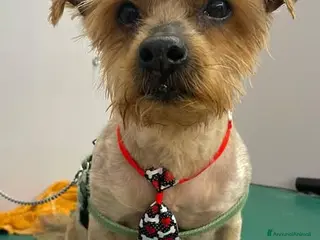 Yorkshire cani George, adozione del cuore a Provincia di Latina - Annuncio 2