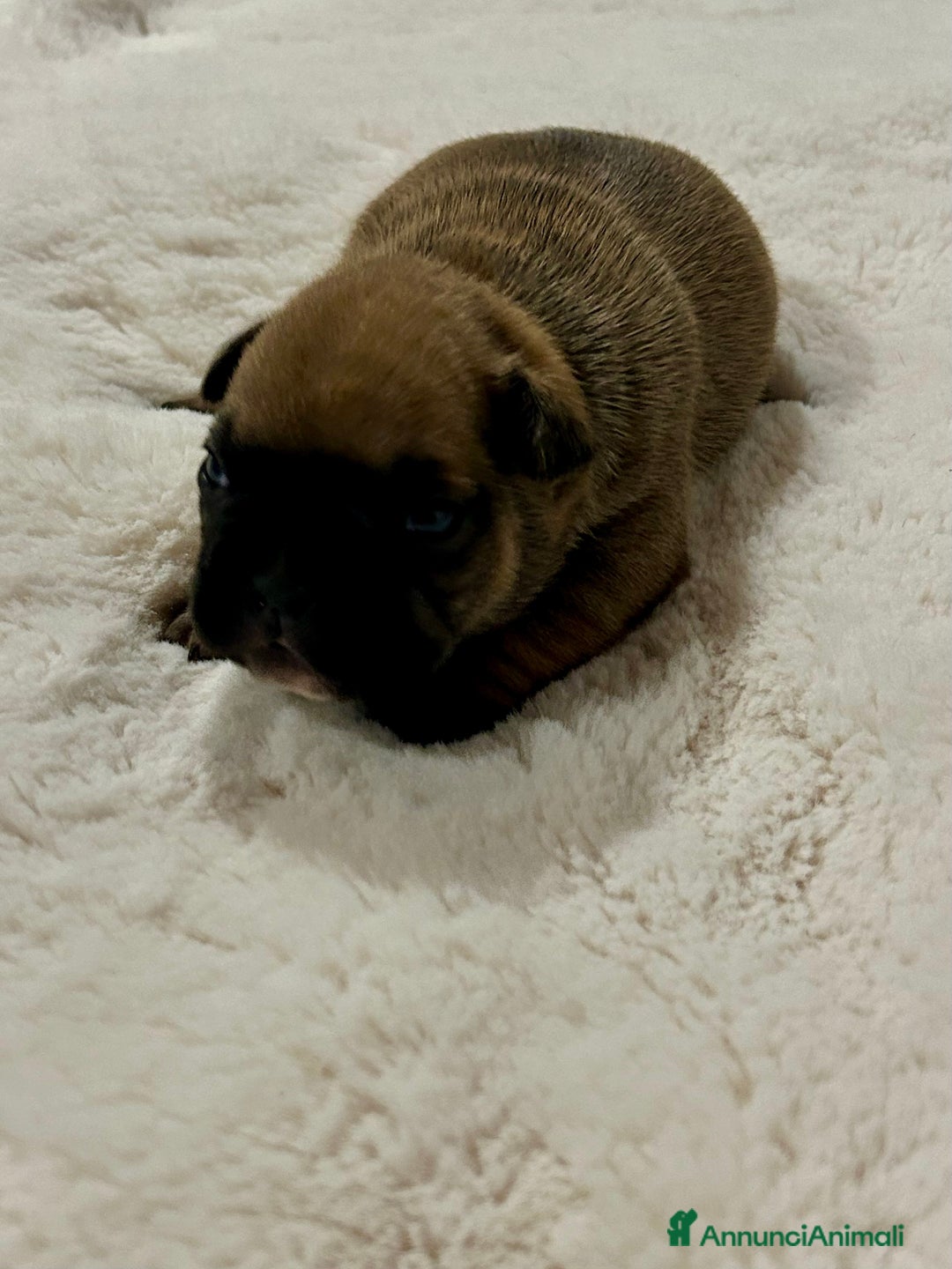 Bulldog Francese cani in vendita: cuccioli di Bulldog francese Red  - Annuncio 10