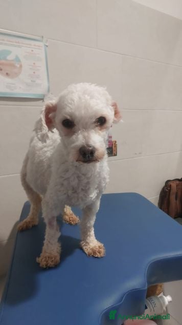 Barboncino Toy cani SPERTY 3anni - 5kg - Annuncio 2