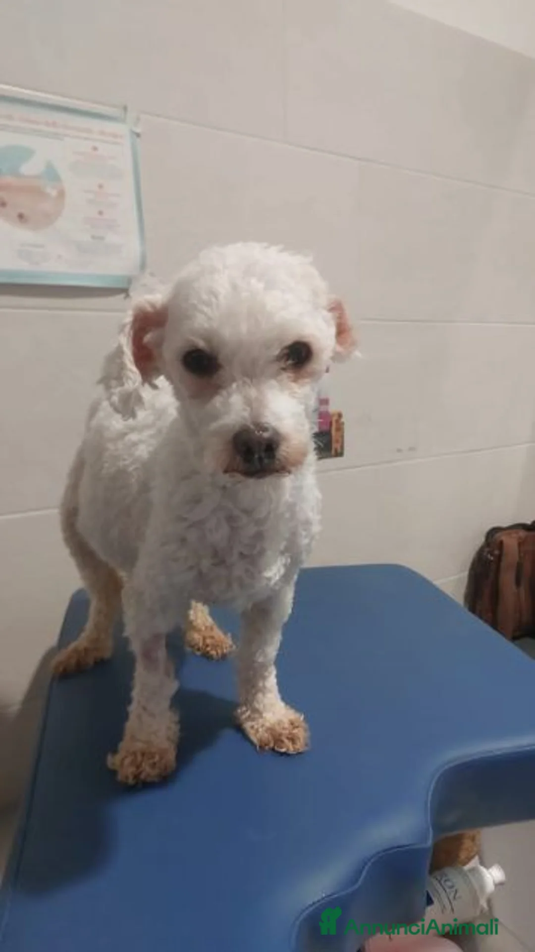 Barboncino Toy cani in regalo: SPERTY 3anni - 5kg - Annuncio 2