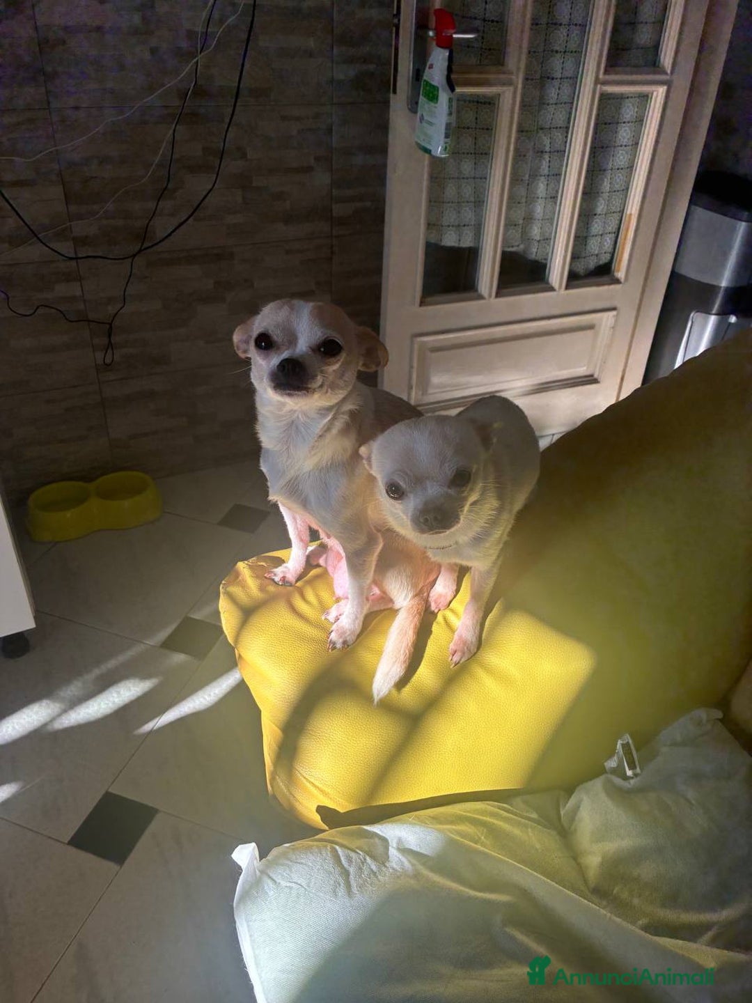 Chihuahua cani in vendita: Chihuahua cuccioli 1 femmina  2 maschi - Annuncio 2