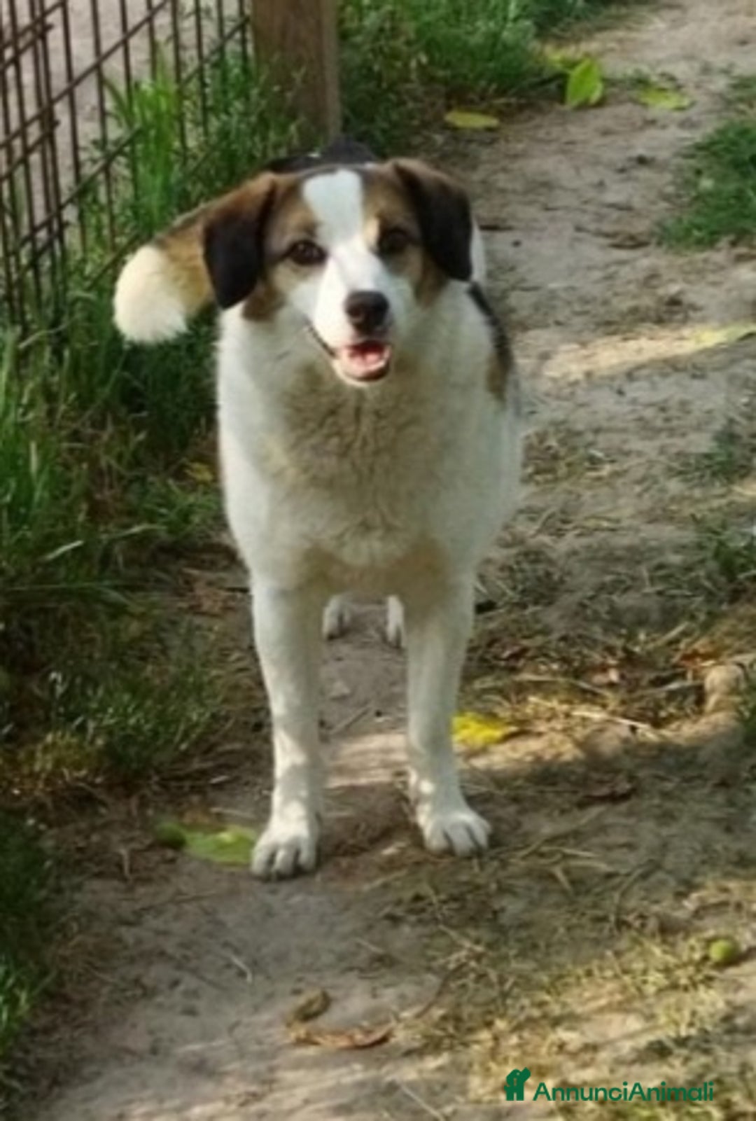 Meticcio cani in regalo: Ambra 6/7anni salita anni fa e rifiutata.  Bologna a Città metropolitana di Milano - Annuncio 4