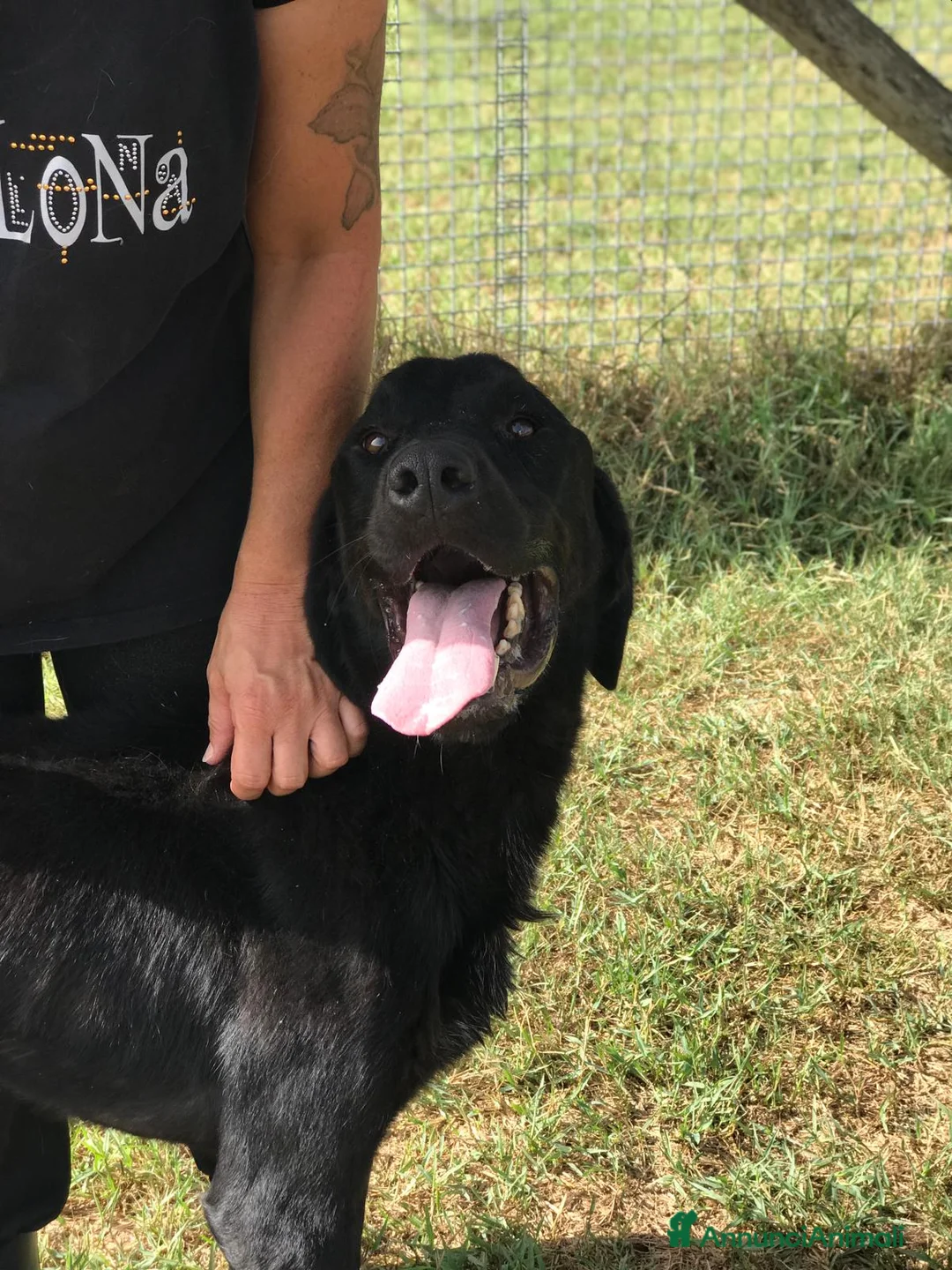 Mastino Napoletano cani in regalo: NOwhite, simil mastino a Provincia di Latina - Annuncio 9