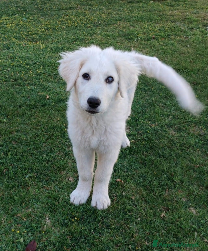 Meticcio cani ADOZIONE DEL CUORE PER SID - Annuncio 7