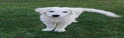 Meticcio cani in regalo: ADOZIONE DEL CUORE PER SID a Città Metropolitana di Firenze - Annuncio 1