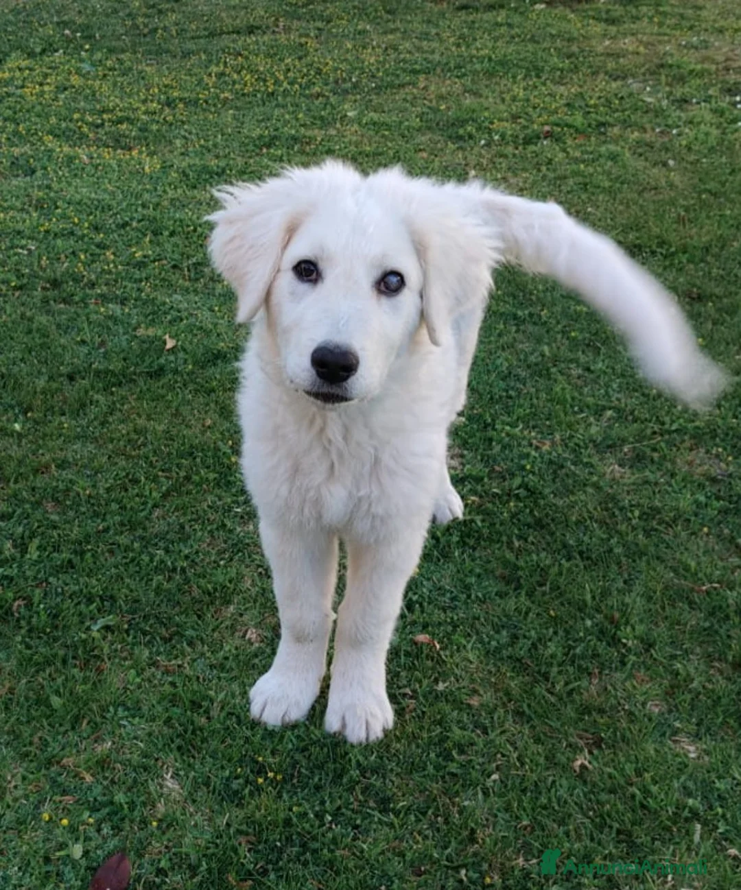 Meticcio cani in regalo: ADOZIONE DEL CUORE PER SID a Città Metropolitana di Firenze - Annuncio 1
