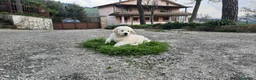 Golden Retriever cani in vendita: Cuccioli di Golden Retriever di linea inglese - Annuncio 2