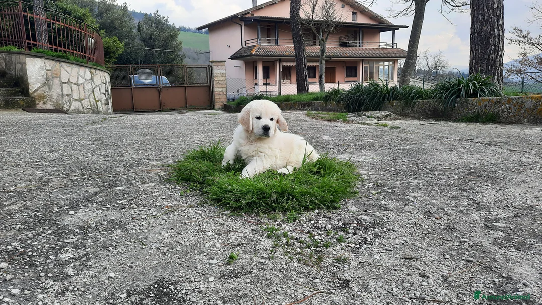 Golden Retriever cani in vendita: Cuccioli di Golden Retriever di linea inglese - Annuncio 2