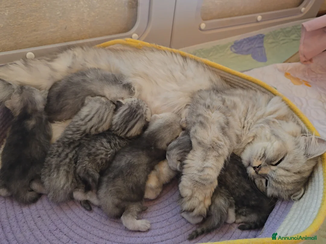 Scottish gatti in vendita: Gattini Scottish fold e straight silver - Annuncio 2