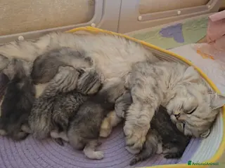 Scottish gatti Gattini Scottish fold e straight silver - Annuncio 1