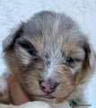 Shetland Sheepdog femmina blue merle 2