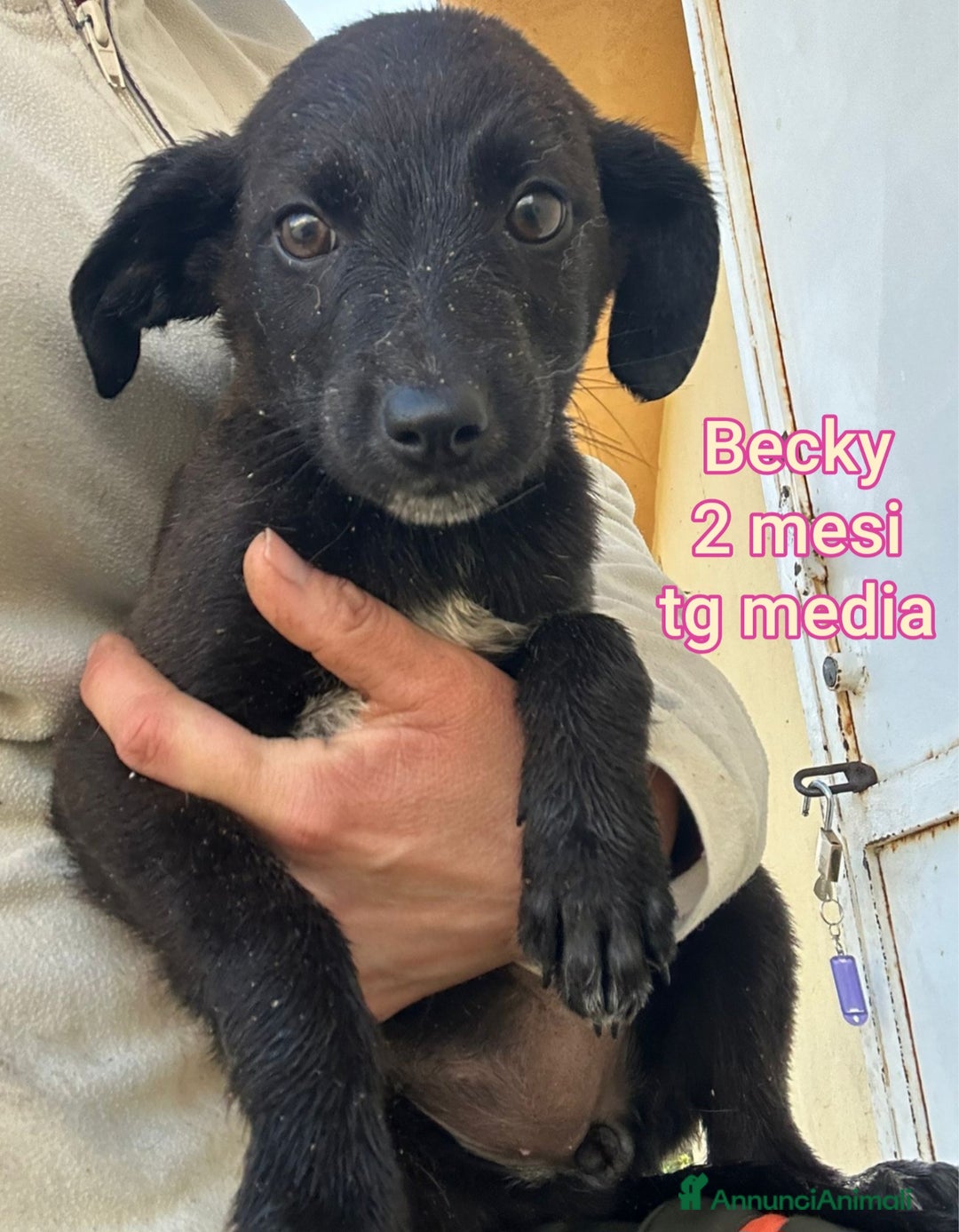 Meticcio cani in regalo: CUCCIOLI CERCANO CASA E AMORE  - Annuncio 7