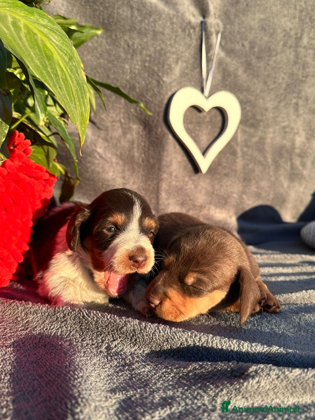 Bassotto cani in vendita: Ultimi maschieti a pelo lungho - Annuncio 1