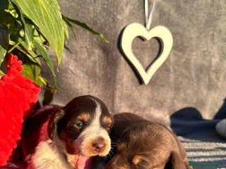 Bassotto cani Ultimi maschieti a pelo lungho - Annuncio 33