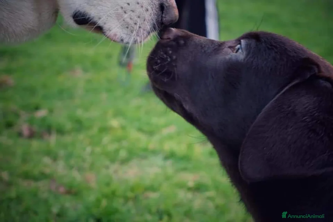 Labrador cani in vendita: Cuccioli labrador Retriever a Provincia di Viterbo - Annuncio 3
