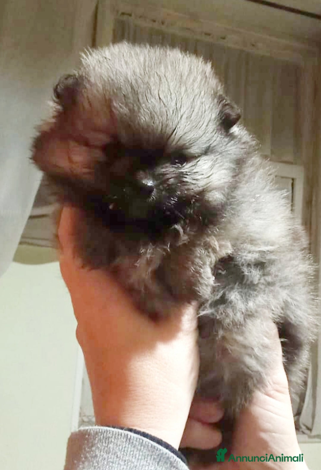 Volpino Pomerania cani in vendita: Pomerania  - Annuncio 2