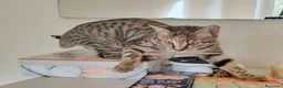 Europeo gatti in regalo: Bella tigratina - Annuncio 4