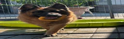 Pastore Tedesco cani in regalo: IBRA BELLISSIMO PASTORE TEDESCO - Annuncio 6