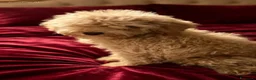 Barboncino Toy cani in vendita: Cuccioli di barbone toy - Annuncio 6