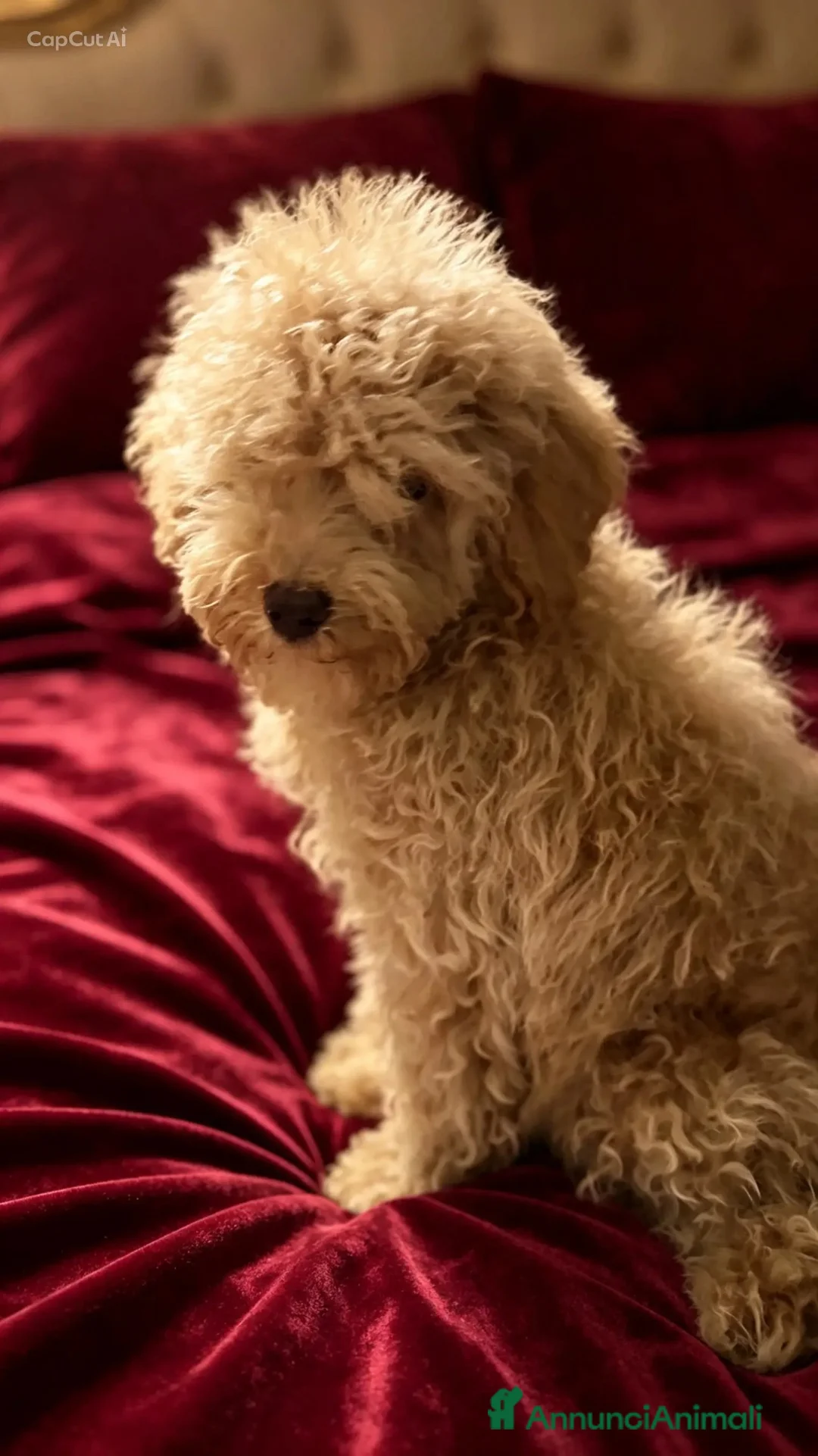 Barboncino Toy cani in vendita: Cuccioli di barbone toy - Annuncio 6