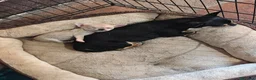 Chihuahua cani in vendita: Cucciola di chihuahua a Provincia di Piacenza - Annuncio 4