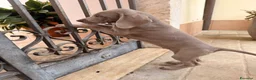 Weimaraner cani in vendita: Disponibili Cuccioli Weimaraner Abruzzo  a Provincia dell'Aquila - Annuncio 3