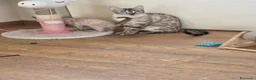 Bengala gatti in vendita: Cucciolo gatto bengala  - Annuncio 19