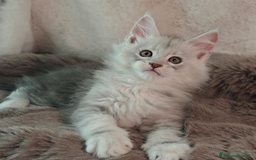 Maine Coon gatti in vendita: 6Cuccioli di MaineCoon con WCF - Immagine 8