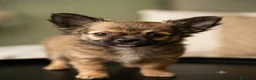 Chihuahua cani in vendita: Splendidi chihuahua fulvi genitori sani e italiani - Annuncio 2