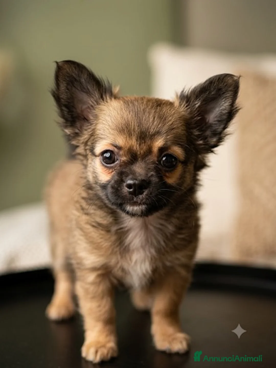 Chihuahua cani in vendita: Splendidi chihuahua fulvi genitori sani e italiani - Annuncio 2
