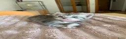 Maine Coon gatti in vendita: Maincoon xxl a Provincia di Padova - Annuncio 4