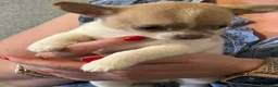 Chihuahua cani in vendita: chihuahua  a Città metropolitana di Milano - Annuncio 6