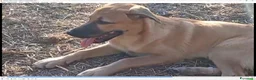 Meticcio cani in regalo: MANGO, cucciolone tg medio grande da adottare a Città metropolitana di Milano - Annuncio 2