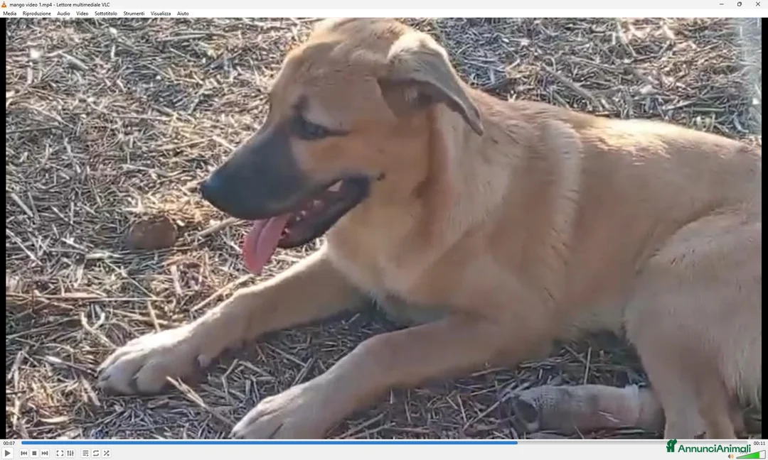 Meticcio cani in regalo: MANGO, cucciolone tg medio grande da adottare a Città metropolitana di Milano - Annuncio 2