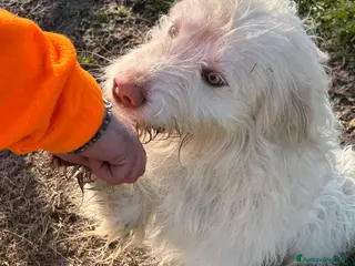 Meticcio cani TRADITO DALLA SUA FAMIGLIA. 2 ANNI - Annuncio 7
