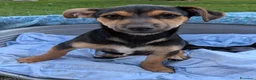 Meticcio cani in regalo: 🐾 Regalo Cucciolo Meticcio – Taglia Piccola 🐾 a Provincia di Treviso - Annuncio 1