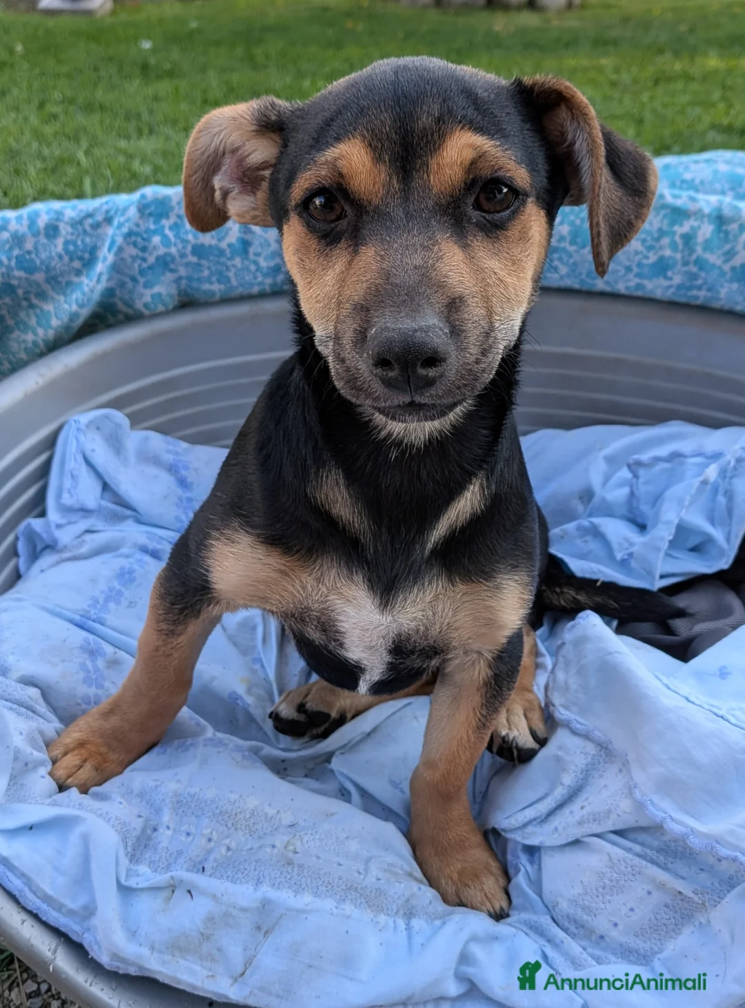 Meticcio cani in regalo: 🐾 Regalo Cucciolo Meticcio – Taglia Piccola 🐾 a Provincia di Treviso - Annuncio 1