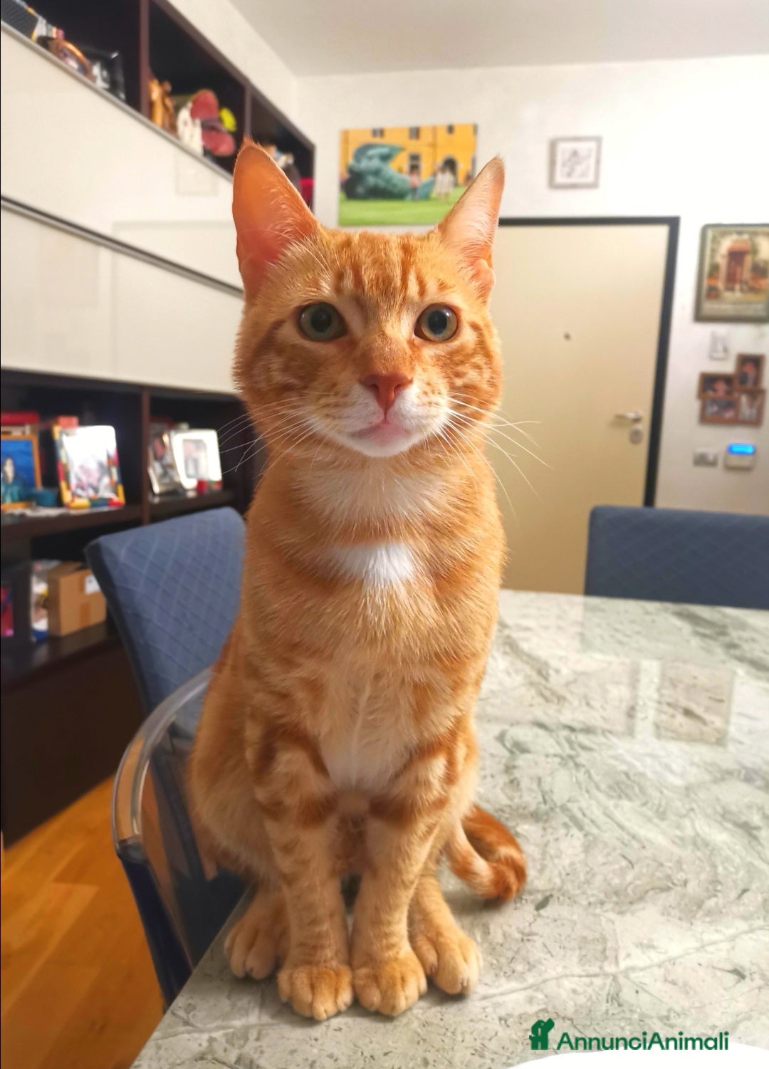 Altre razze gatti in regalo: Gattini Rossi  a Città metropolitana di Roma Capitale - Immagine 2
