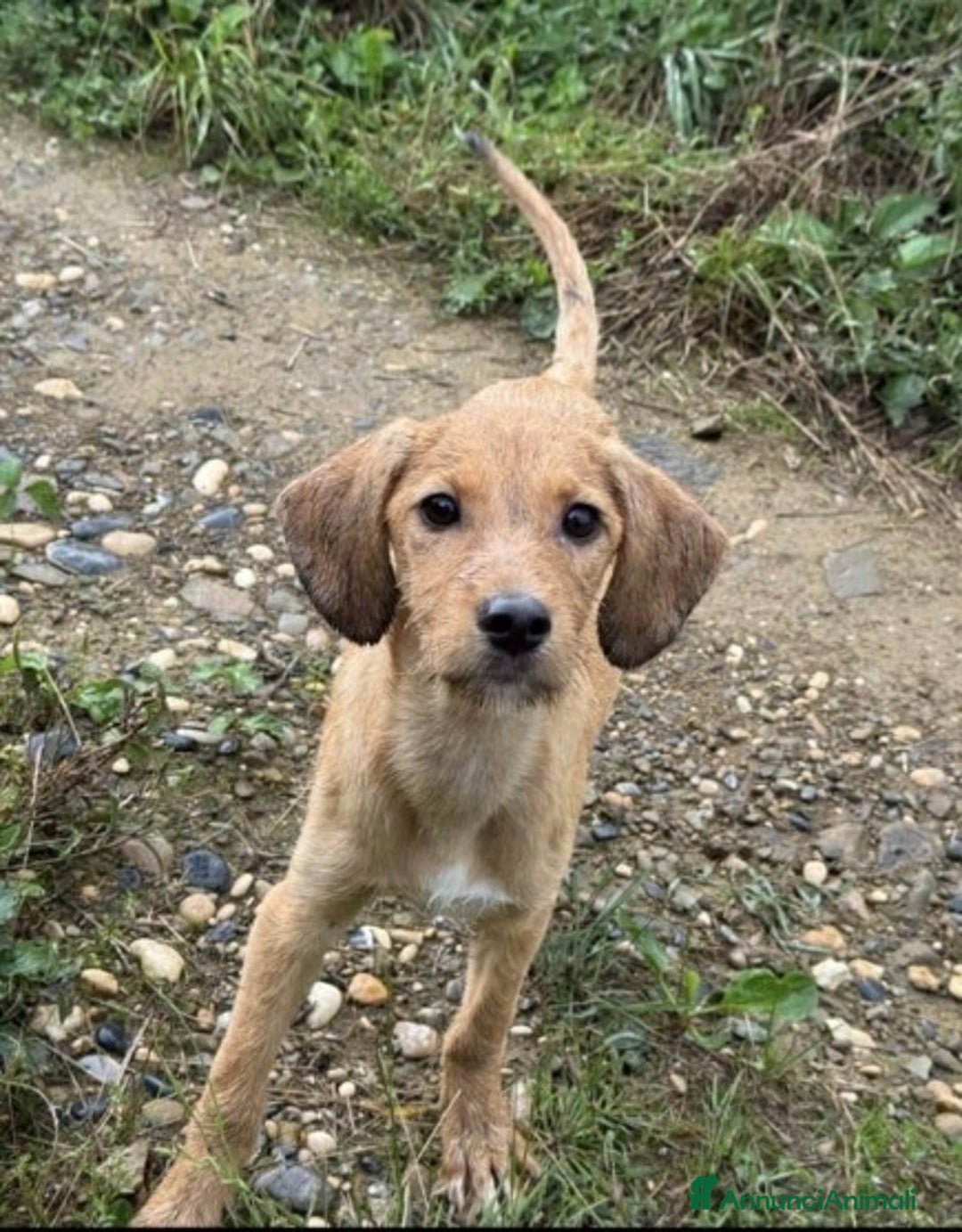 Meticcio cani in regalo: Mimi'9mesi tg media contenuta salita in FRIULI SOS - Annuncio 1