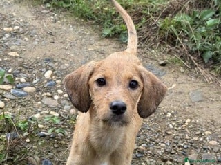 Meticcio cani Mimi'9mesi tg media contenuta salita in FRIULI SOS - Annuncio 2