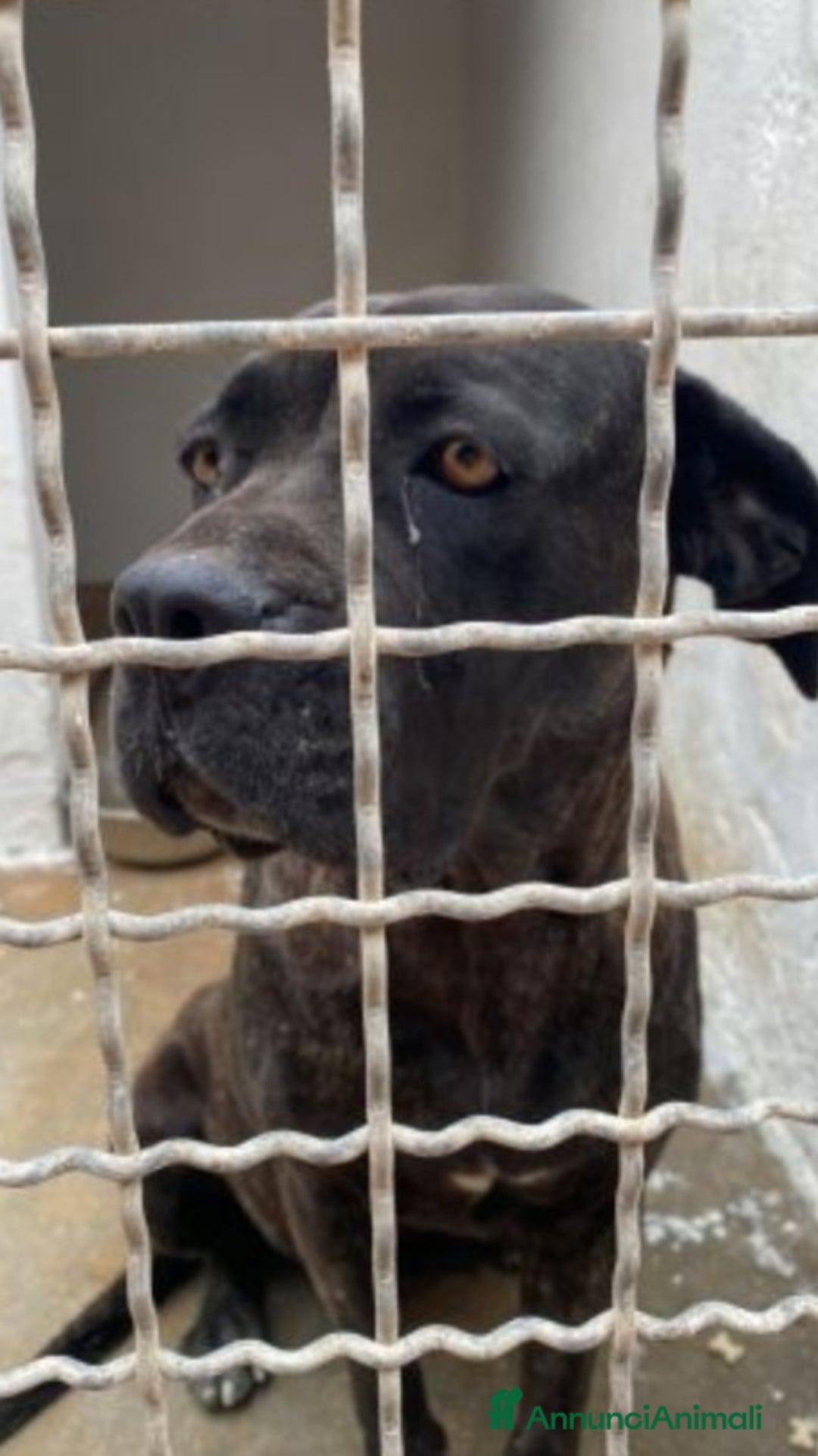 Cane Corso cani in regalo: Corso femmina giovane in canile da troppo! Puglia  a Città metropolitana di Milano - Immagine 3
