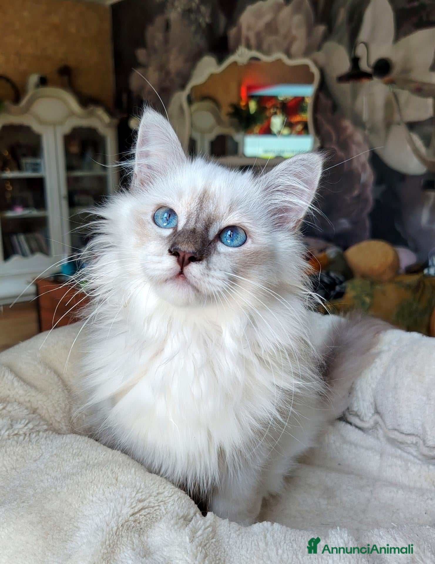 Sacro di Birmania gatti Cuccioli di gatto Sacro di Birmania - Annuncio 2