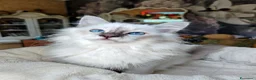 Sacro di Birmania gatti in vendita: Cuccioli di gatto Sacro di Birmania a Città Metropolitana di Genova - Annuncio 2