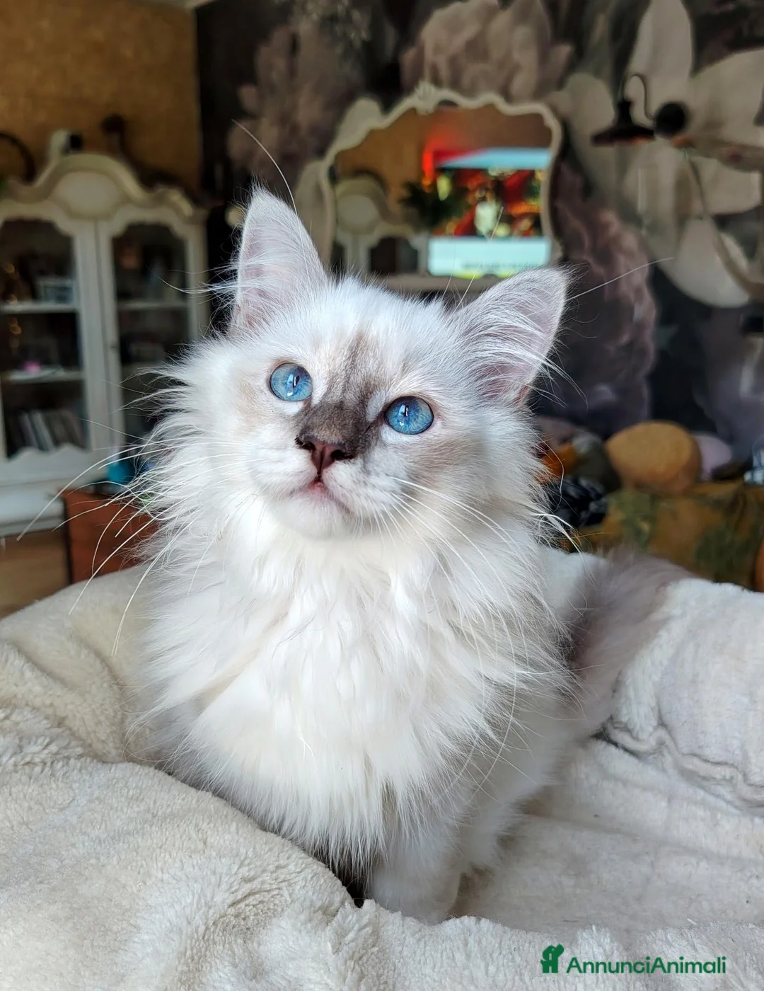 Sacro di Birmania gatti in vendita: Cuccioli di gatto Sacro di Birmania a Città Metropolitana di Genova - Annuncio 2