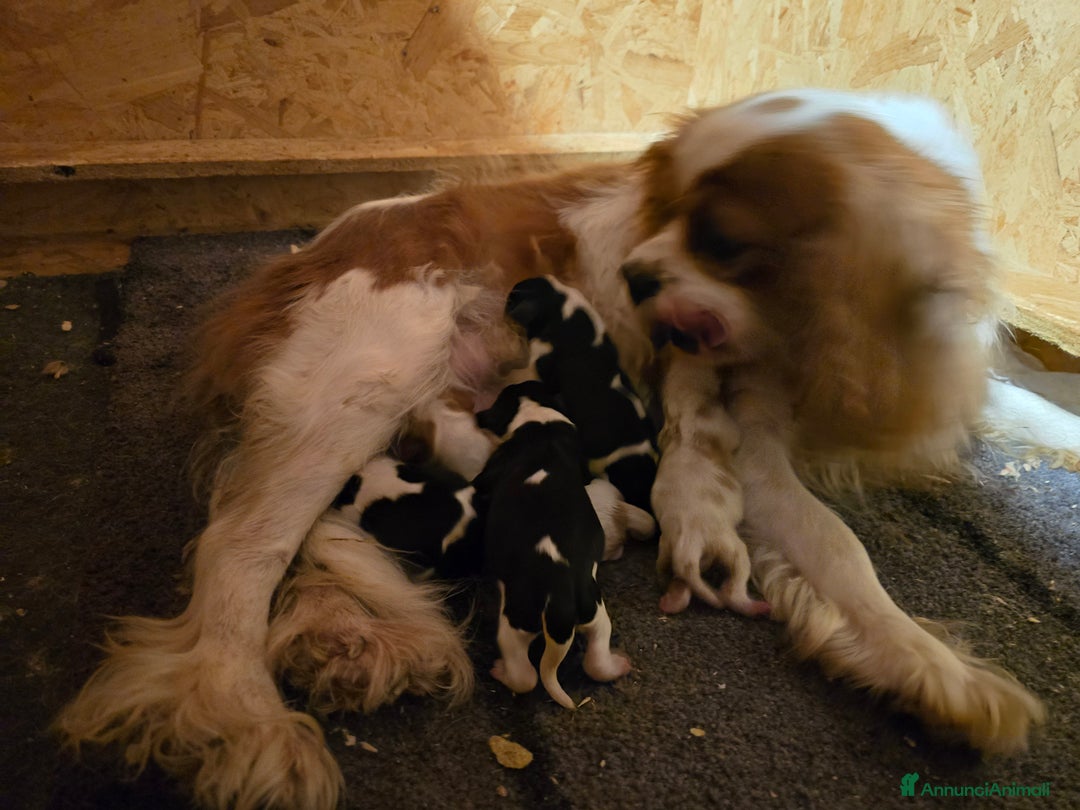 Cavalier King cani in vendita: Cuccioli di Cavalier King Charles Spaniel - Annuncio 12